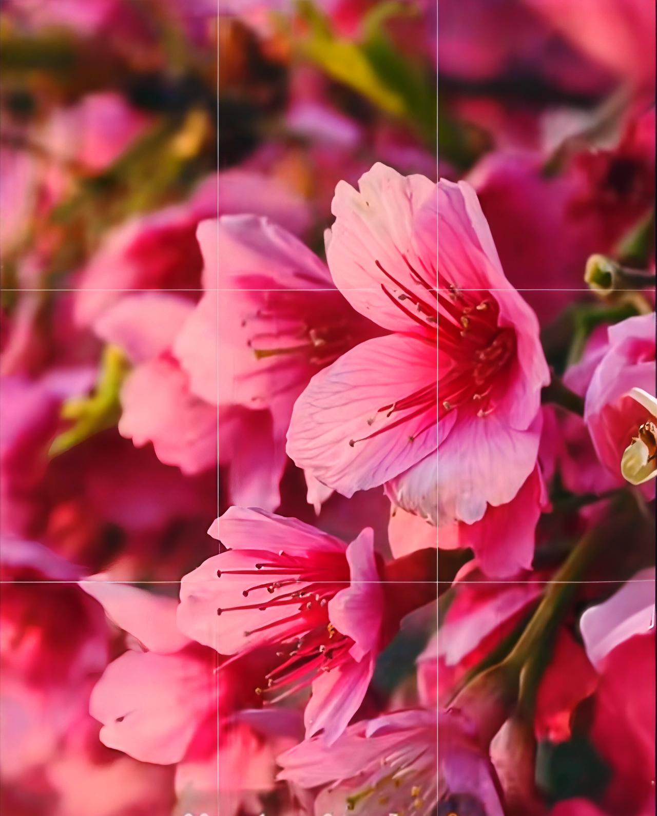 午后的阳光漫过窗棂，落在这簇粉艳的花影上。
 
花瓣层层叠叠，像被春风揉皱又轻轻