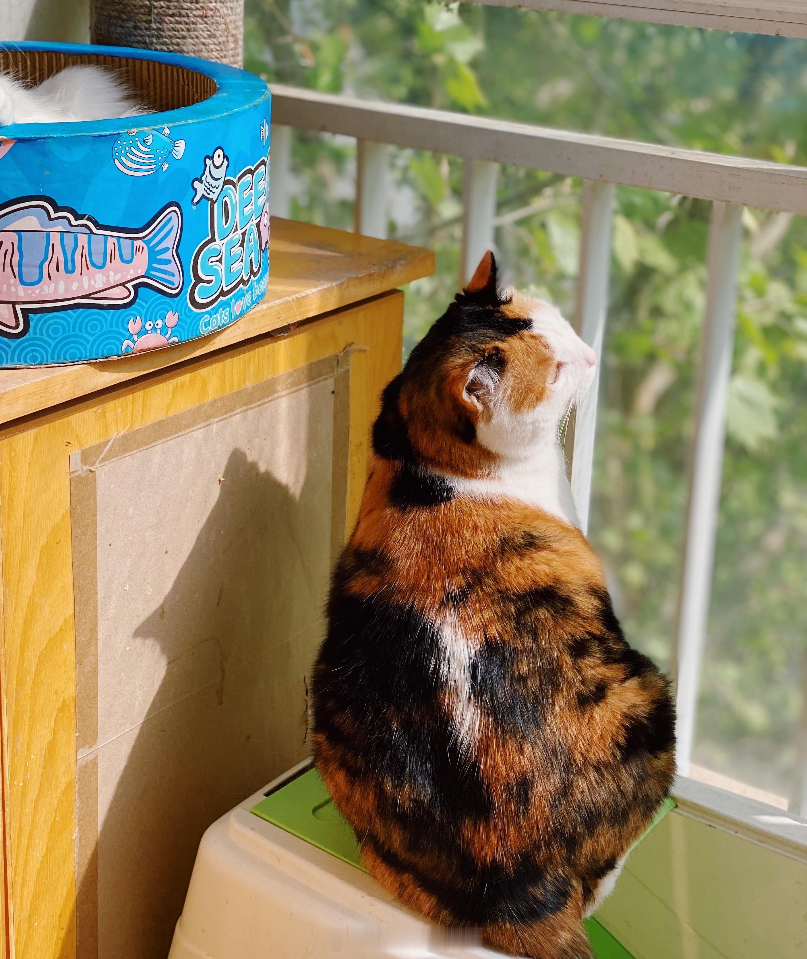 小猫咪到底是怕热还是不怕热？我爱三花猫