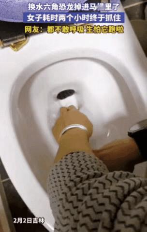 “紧张到不敢呼吸！”吉林，女子给家里的六角恐龙换水，没想到手一滑，六角恐龙竟然直