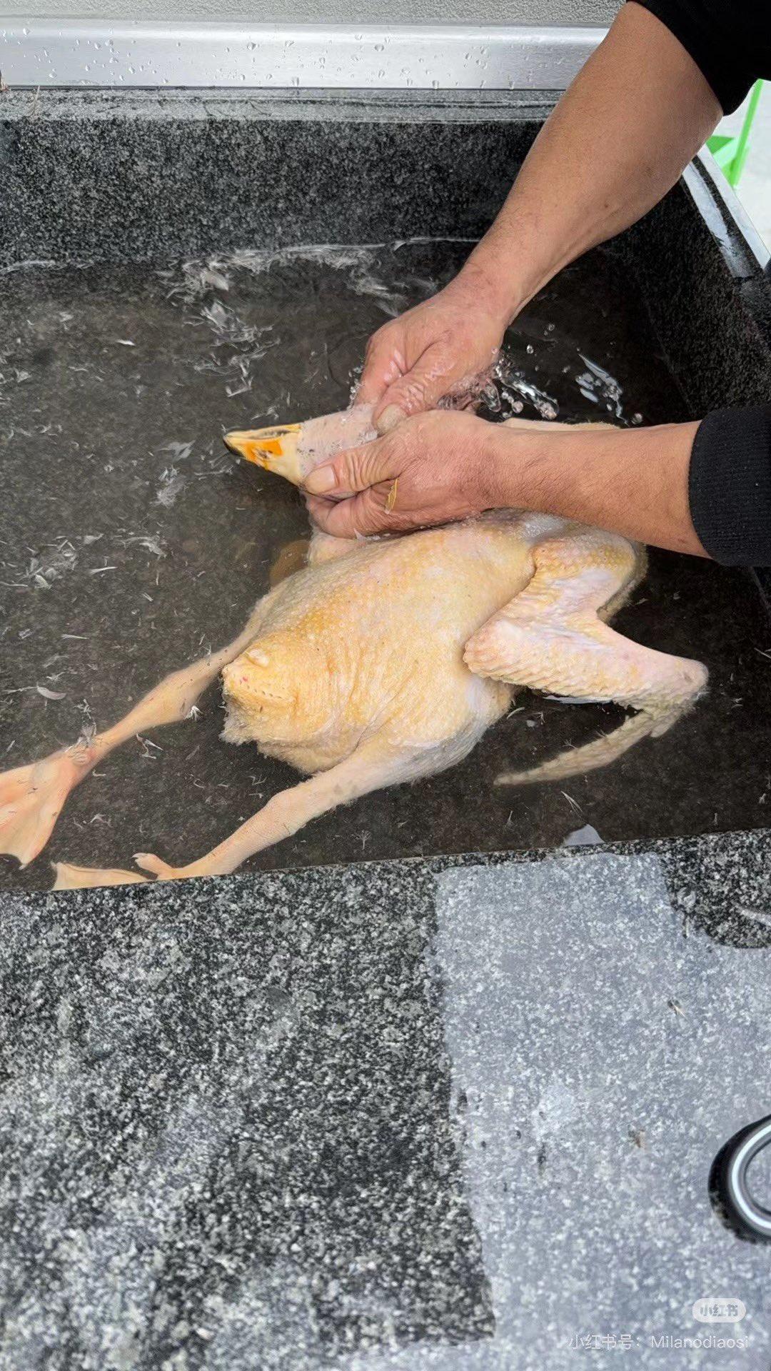 意大利有华人三天两头去公园偷天鹅来吃，真是老脸都没了，这是犯罪！微信群截图，声称