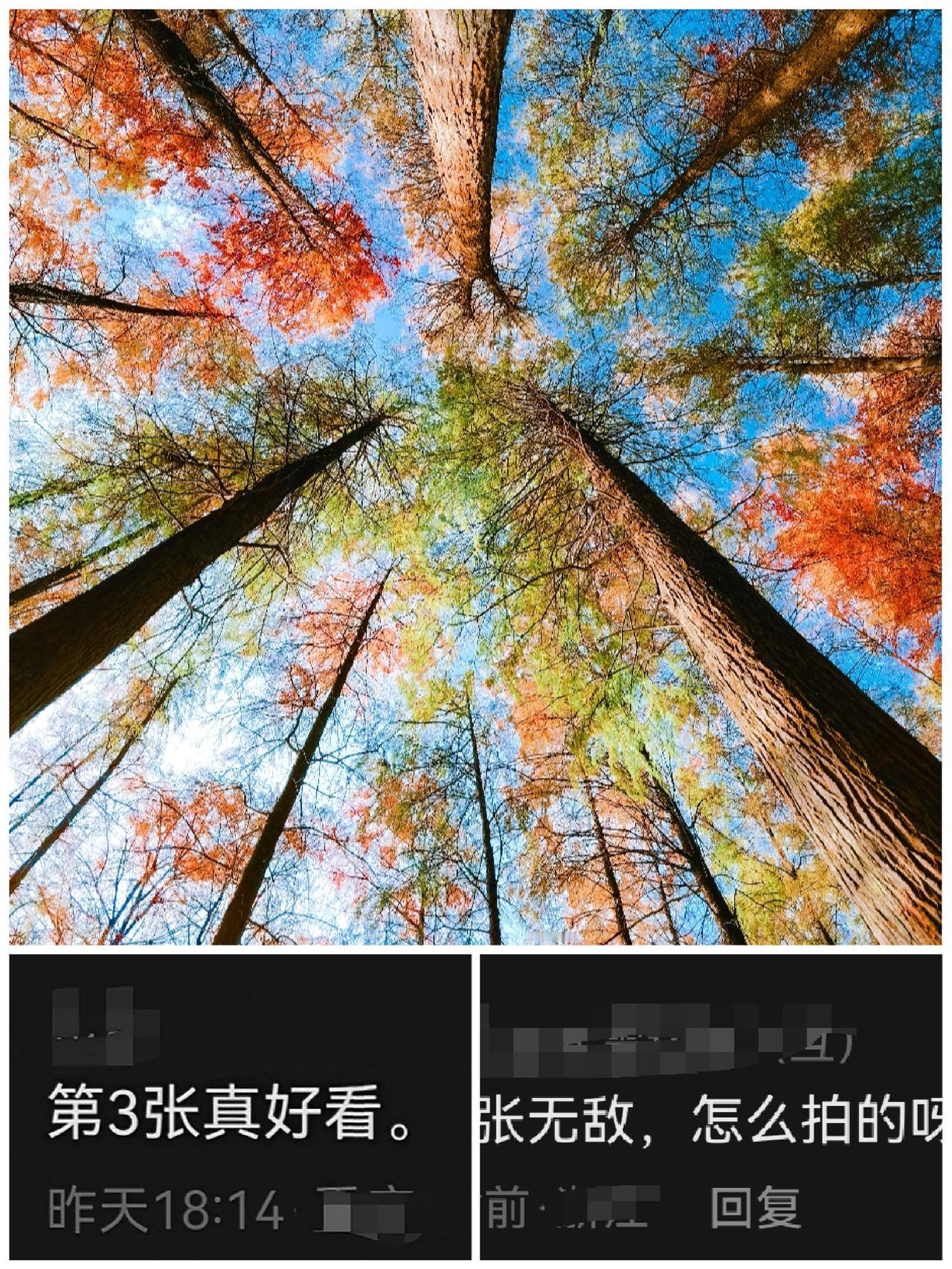 《很多人问那么好看的落雨沙是怎么拍的？》

其实拍这种落羽杉的照片非常简单，只要