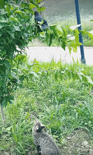 这猫看起来小小的   但实力不差!