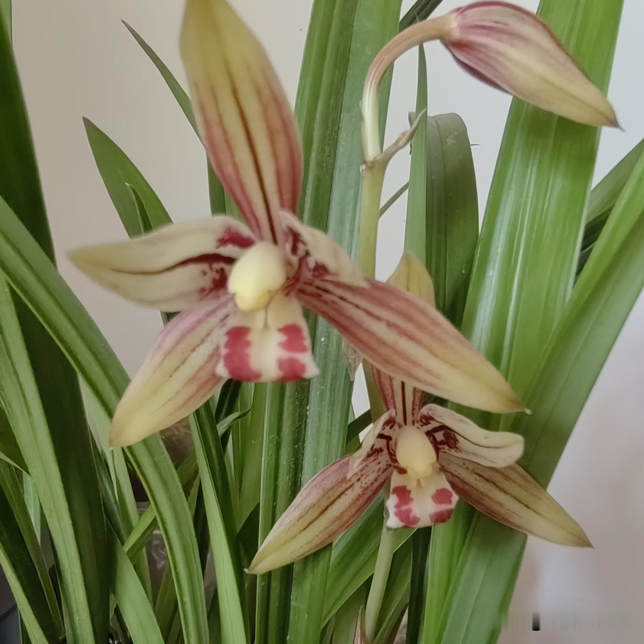 晒晒随手拍的花春剑中透兰花