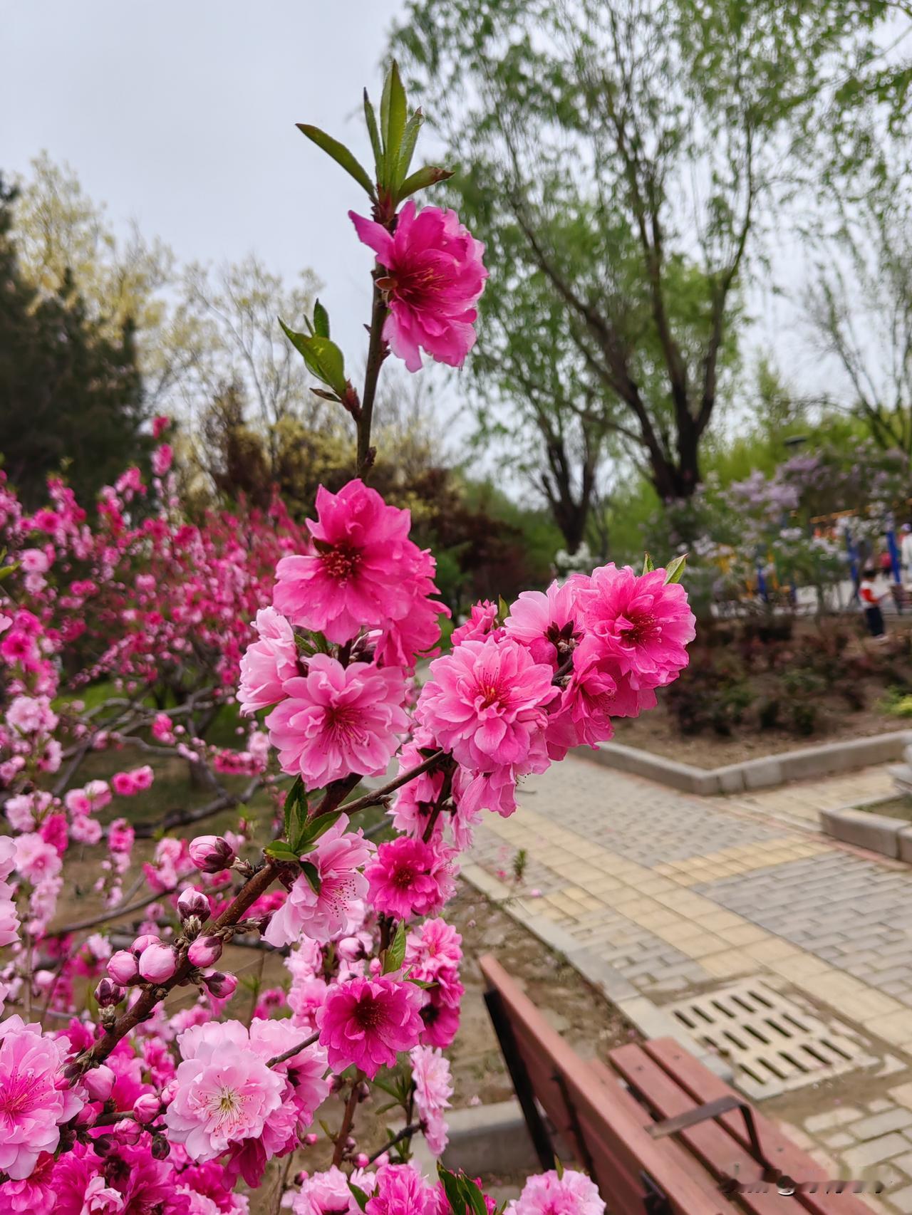 我的下联是：春赏百花盛开。