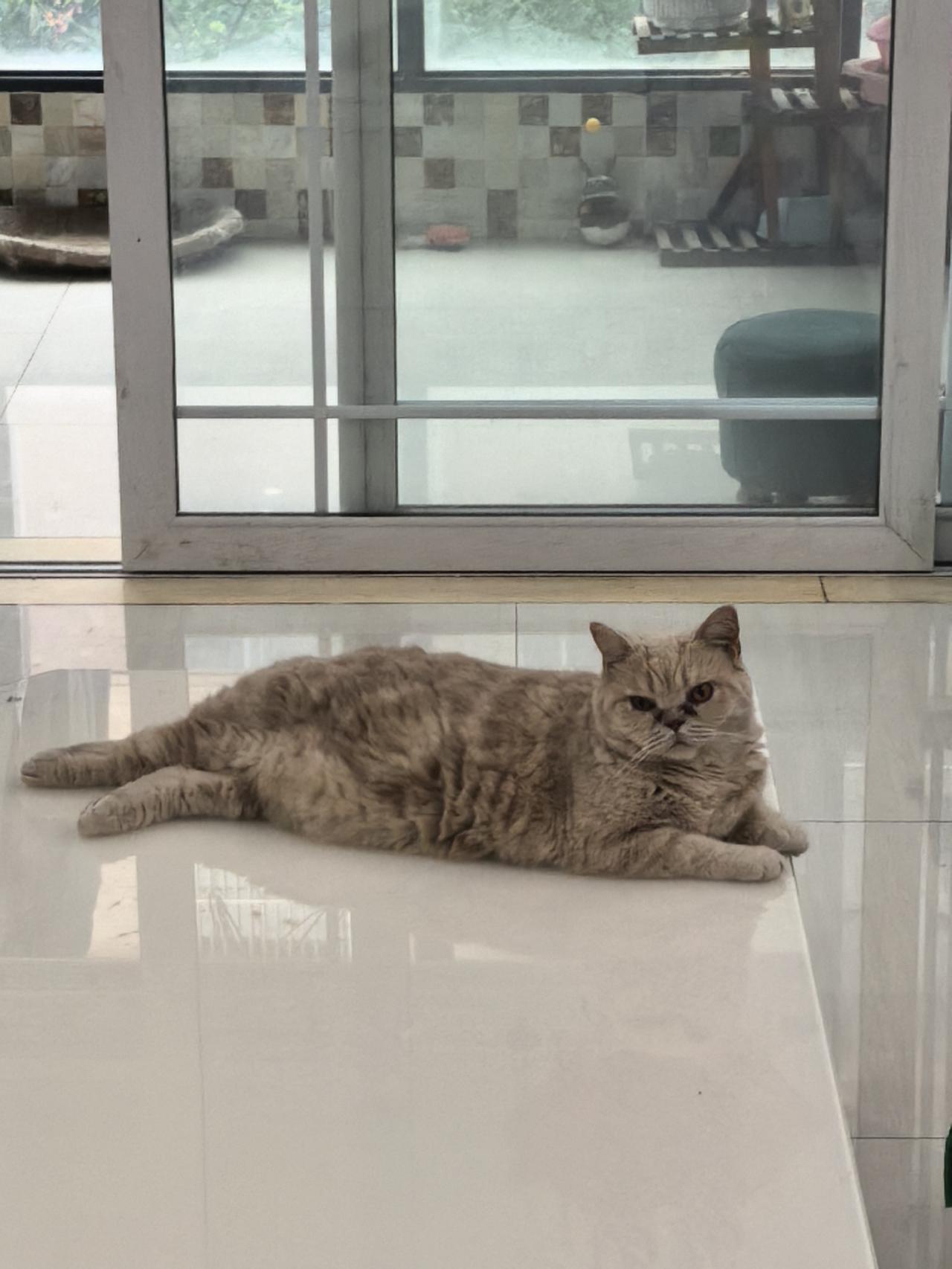 猫🐱爬上桌面上，一直注视着你，没有白疼[笑]