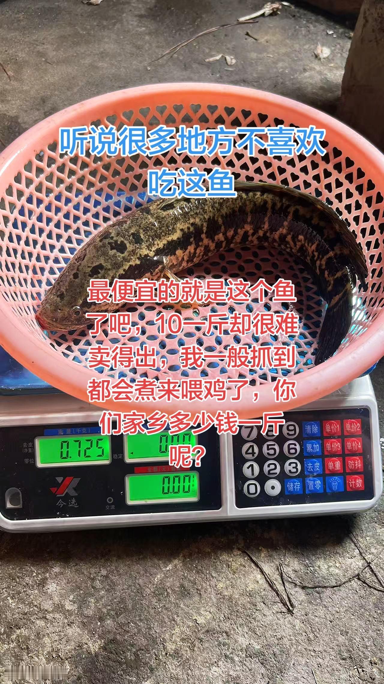 这种黑鱼也叫班鱼你们家乡多不多呢？我这边实在有点多啊，一般最高就是10块一斤。 