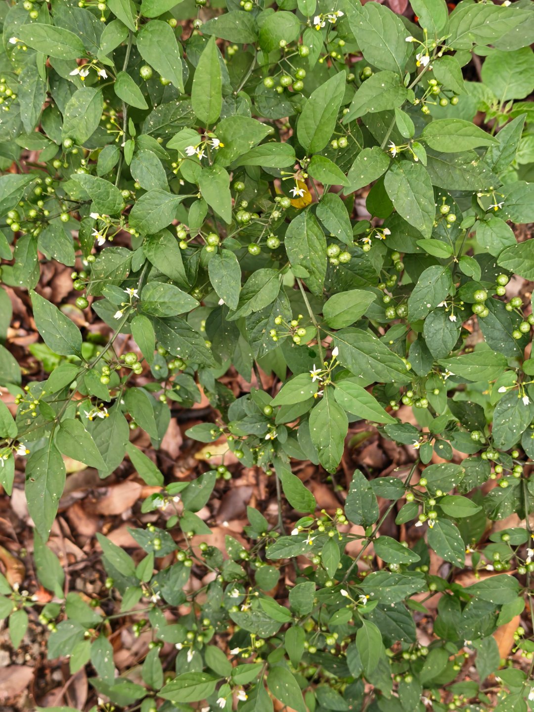 搬砖路上看到这个，有知道叫啥吗？每天早起打卡