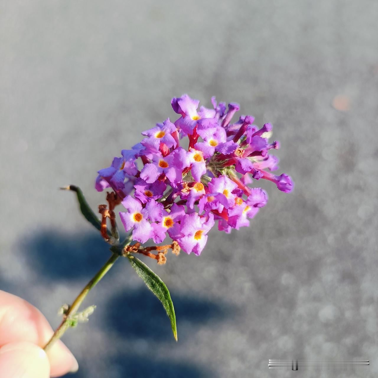 昨天的流量出来了，展现量3346，阅读量为7，收益为0，幸运的是得1粉丝，还是有