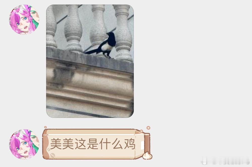 送分题环节～给牛郎织女搭桥的那只！都认识了吧？ 