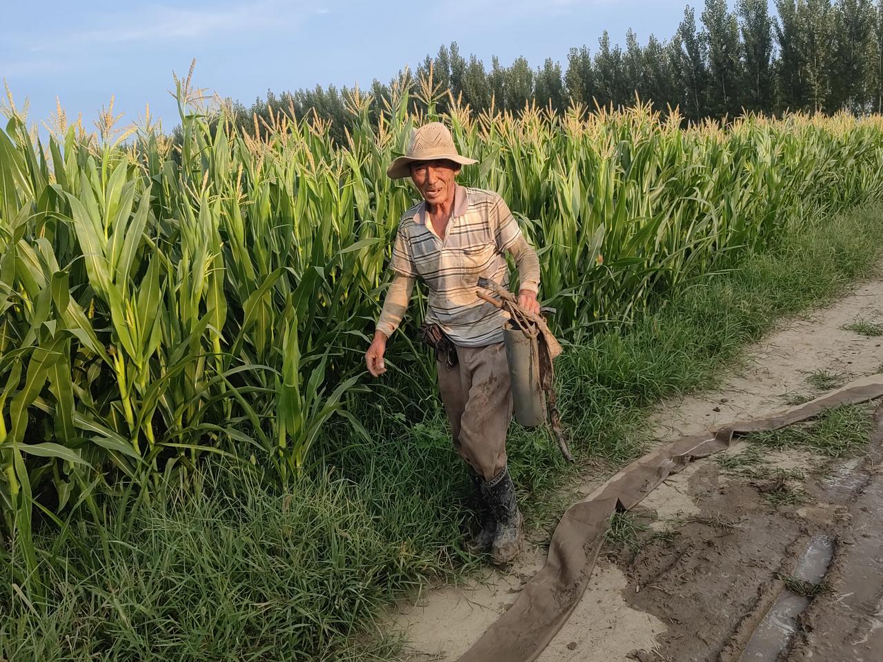 一个月前人们还在坚持，坚持着进入6月怎么也得下几场雨，就不用花钱浇棒子了，结果进