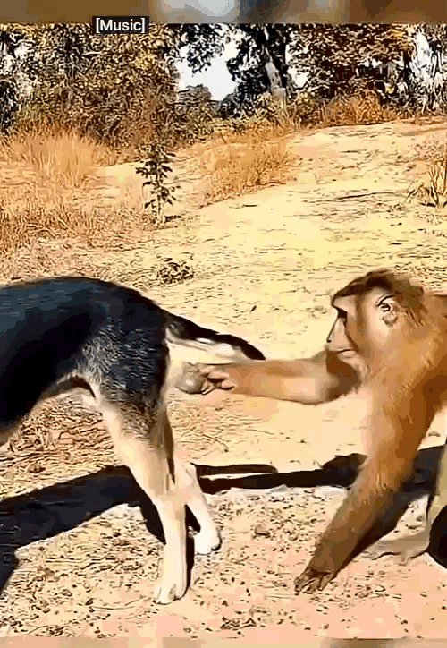 太不讲武德了，打人不打脸骂人不揭短不懂吗？