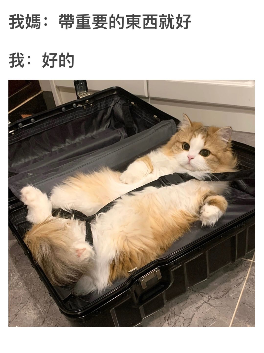 喵星人的日常🐾