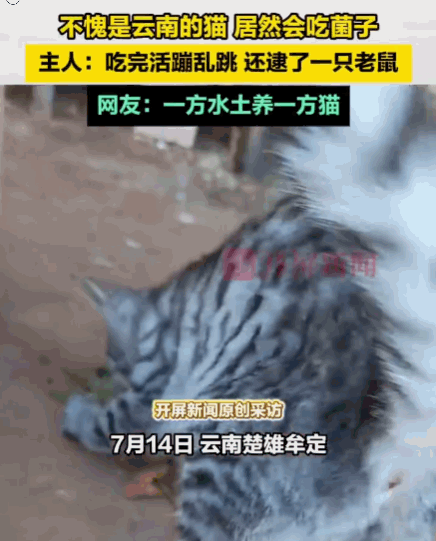 一方水土养一方猫！云南楚雄，一户人家发现，自家小猫正在津津有味地吃菌子。据主人介