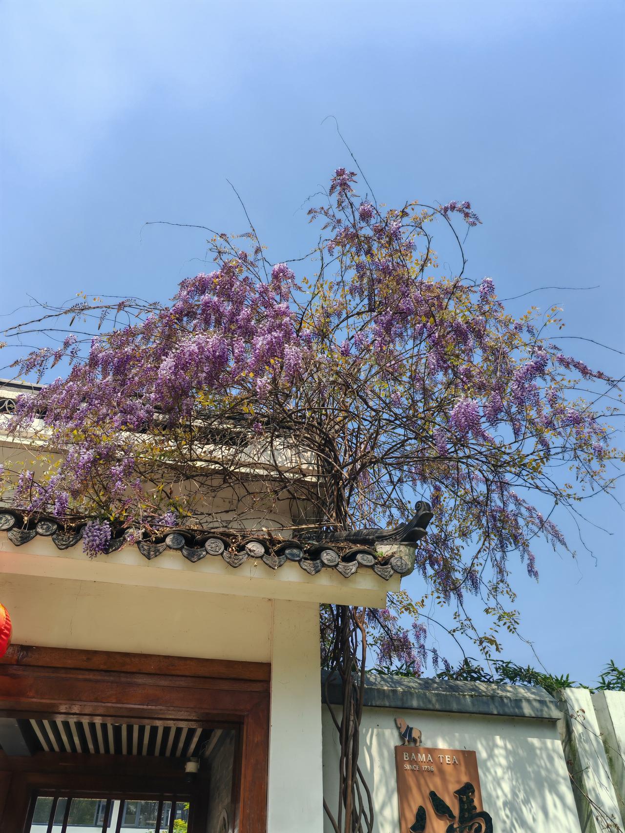 我在门口拍了几张照片，却没有走进去消费，美景和好心情都是免费的。