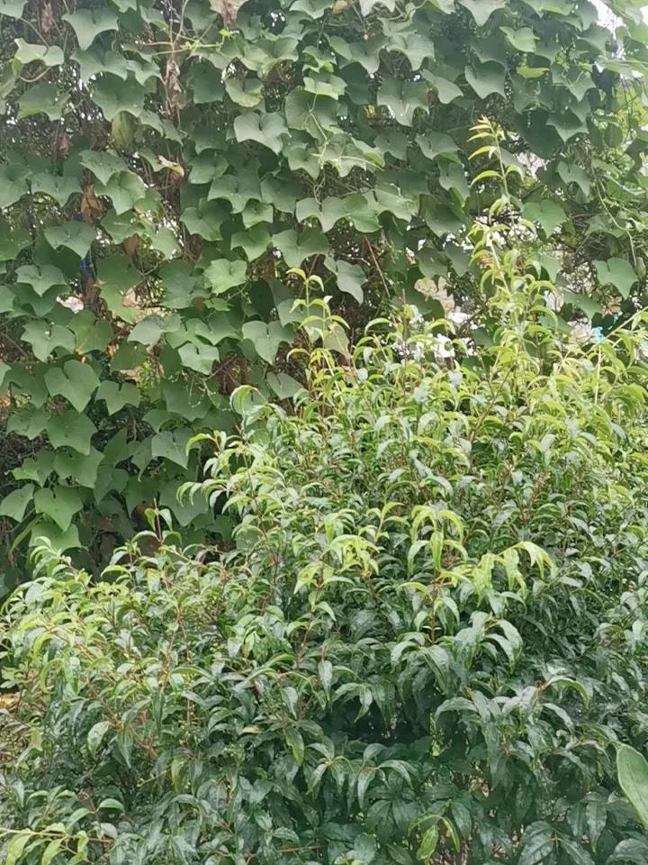晒晒你家的菜园