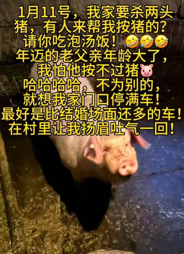 重庆合川的猪怎么也没想到，突然有那么一天，自己也会变成网红！

起因就是当地网名