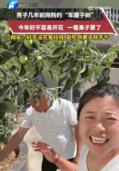 “这是老天爷给的盲盒”！河南，一男子在网上看中一棵车厘子树苗，树苗到家后，他像伺