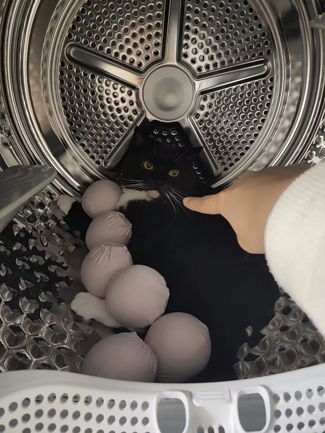 出来！这不是你的玩具羊毛球！