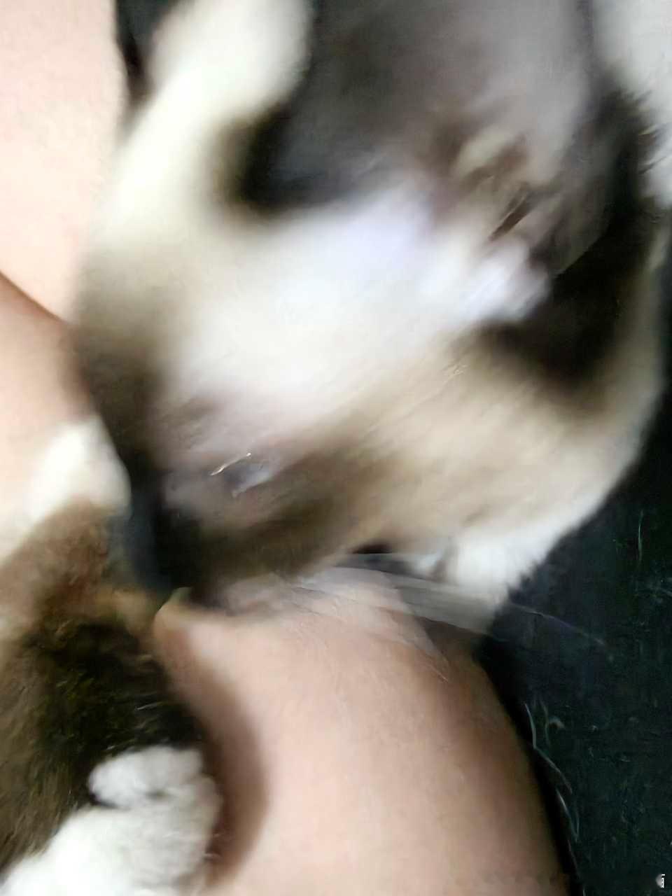 49734【丑猫】此乃何物？ 