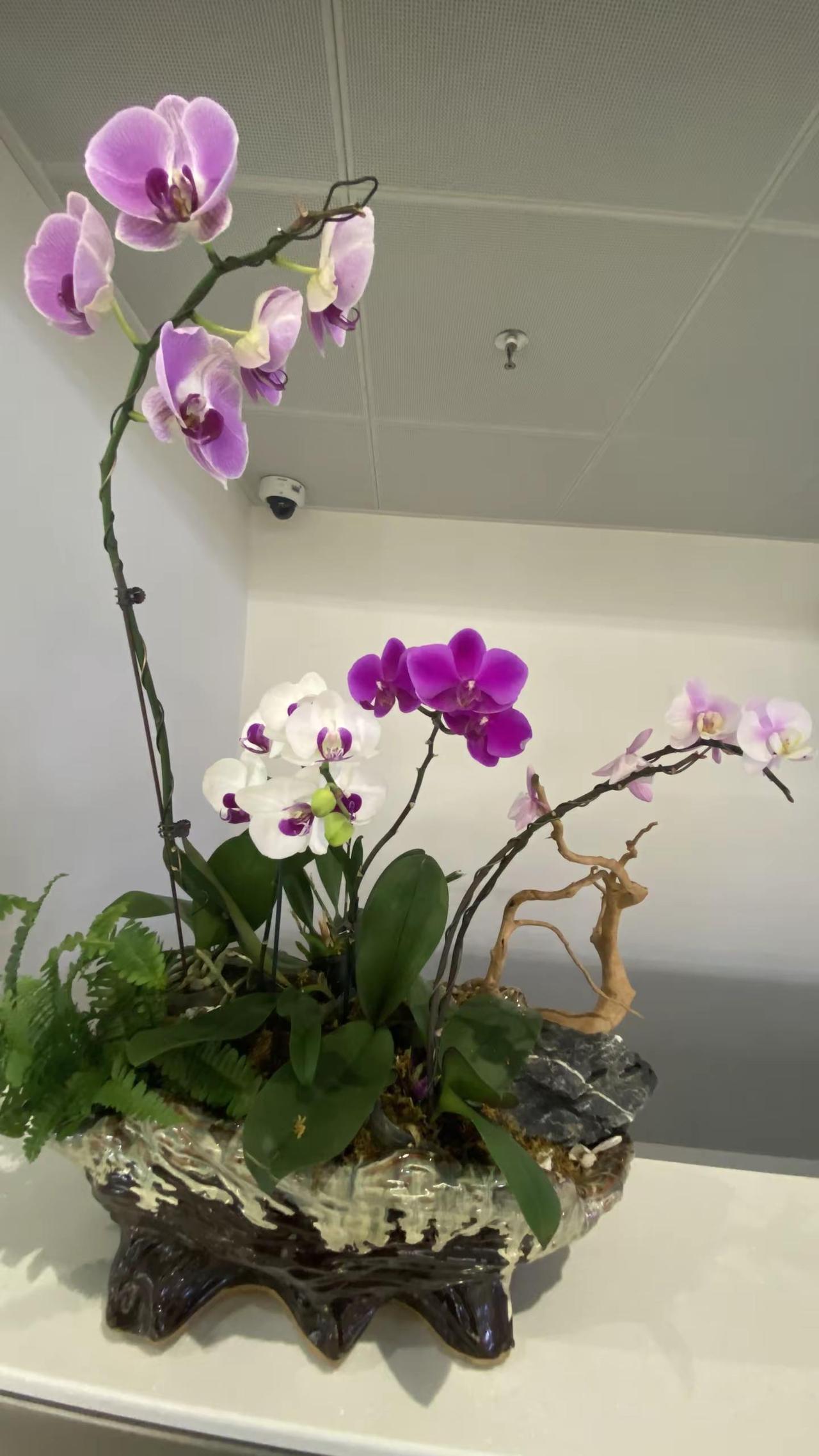 养兰花我是认真的