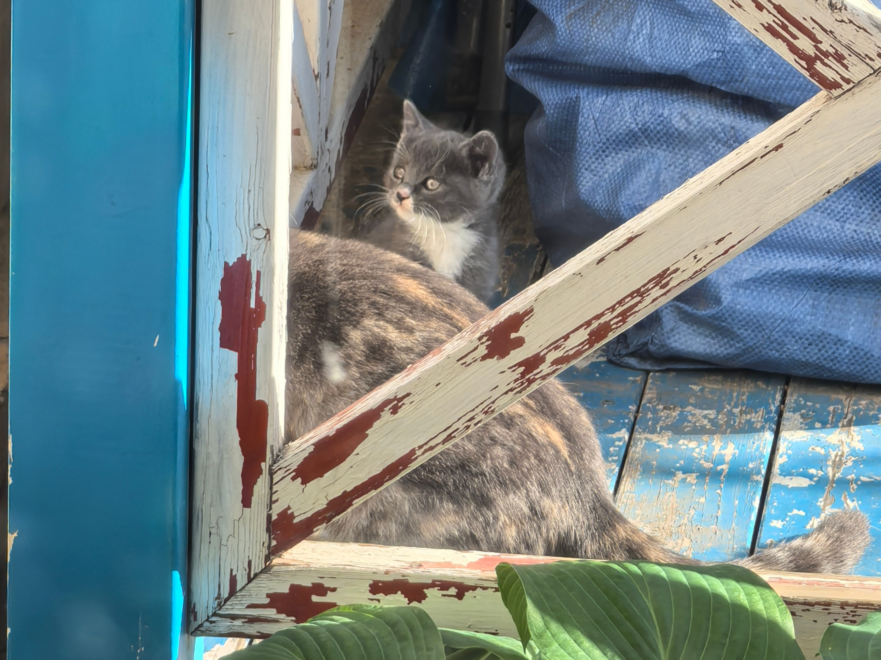 猫宝宝我给起名叫TOM… 