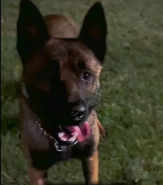 这事发生在杭州临安青山湖一带，11月1号那天，有个男的带着自家柯基出门，没牵狗绳