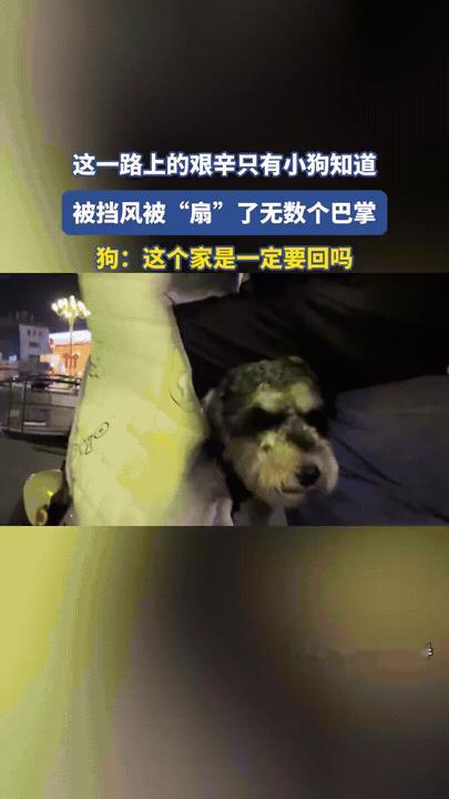 主人：带小狗回家，温馨又治愈～

小狗：我谢谢你啊，脸都快被风抽肿了，再问一遍，
