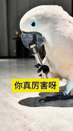 我连着看了好几遍视频，属实被这只葵花鹦鹉惊住了！它靠舌头配合嘴巴一点点拧动螺丝，