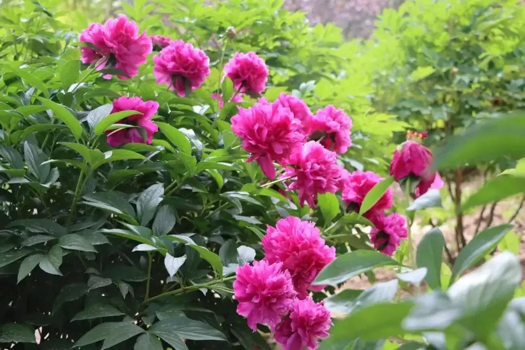 粉嫩欲滴的牡丹花，绽放在绿意盎然的花园中，美不胜收！🌸🌿