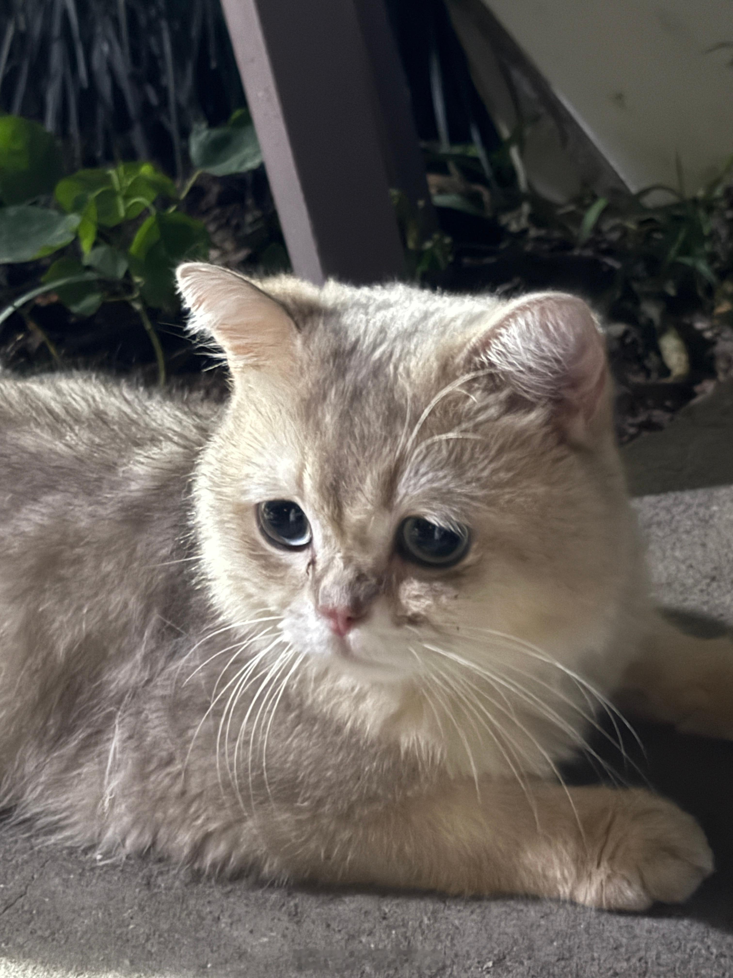 又有只小猫走丢了 可惜我养不了你[苦涩] ​​​