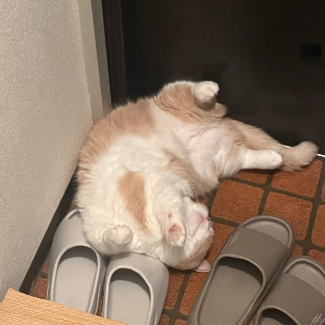 总有只小猪猪睡门口