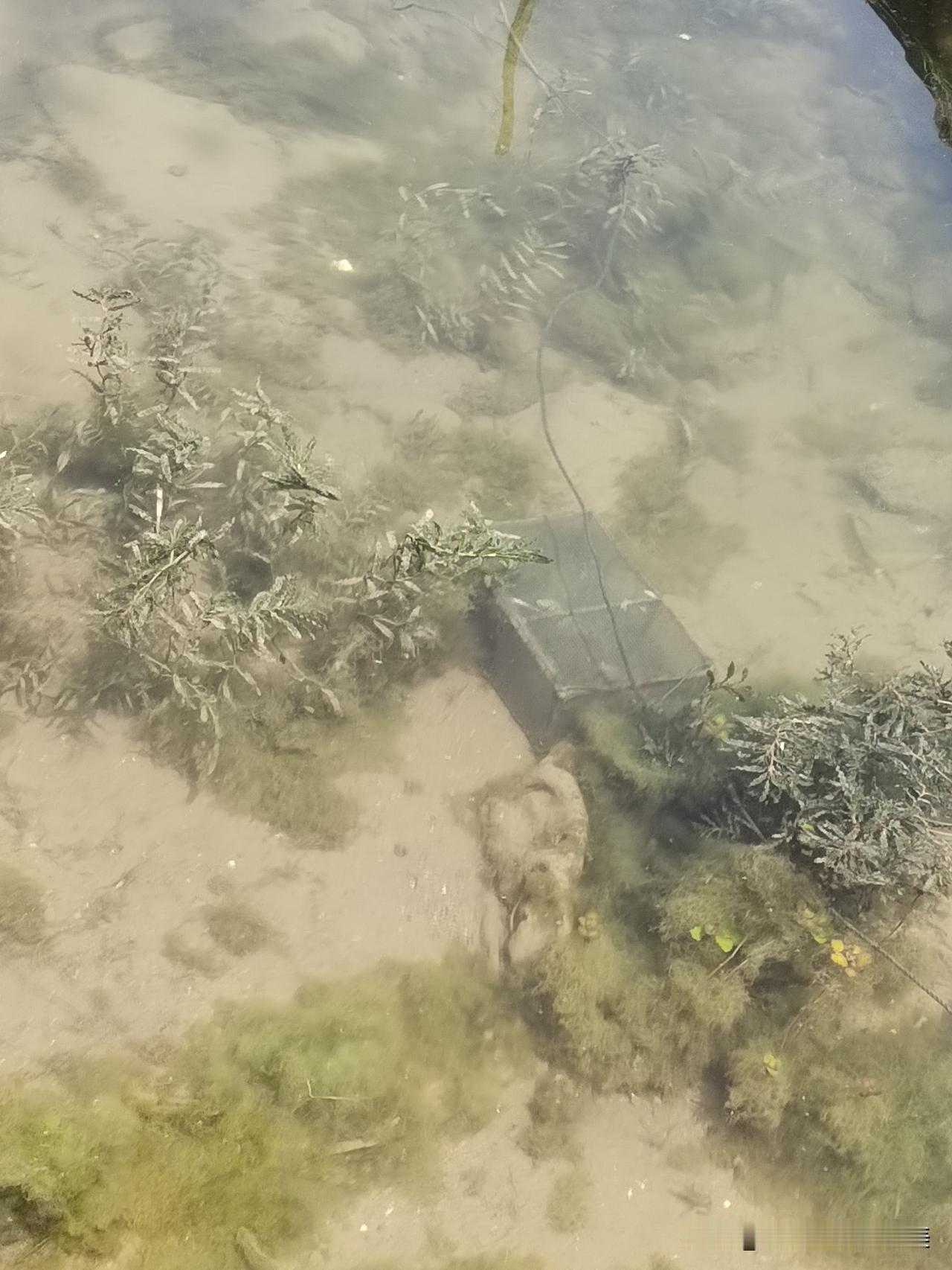 水至清则无鱼，人至察则无徒。看看这水清到什么程度了？