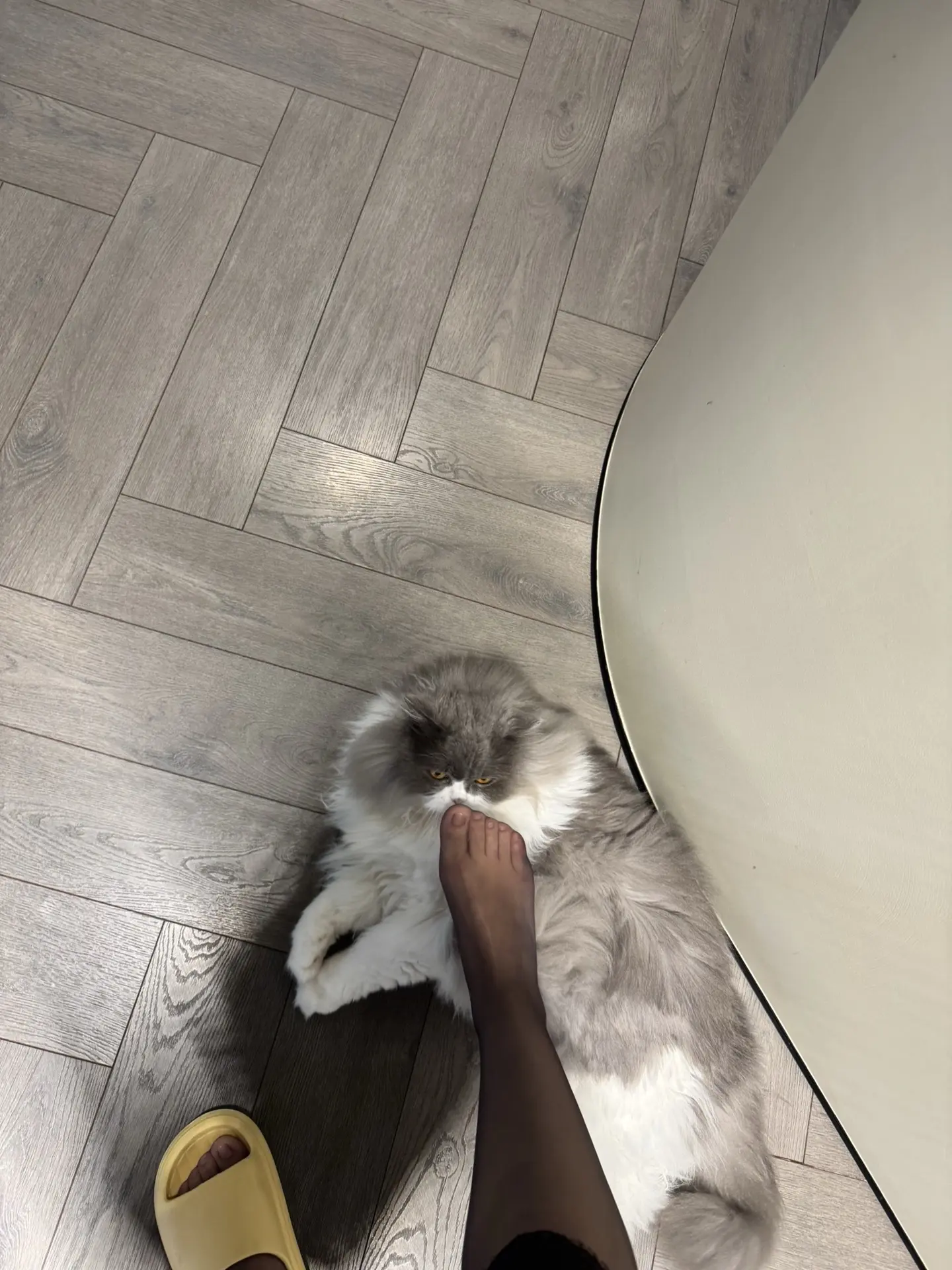 邪恶的小猫 瞬间两个洞