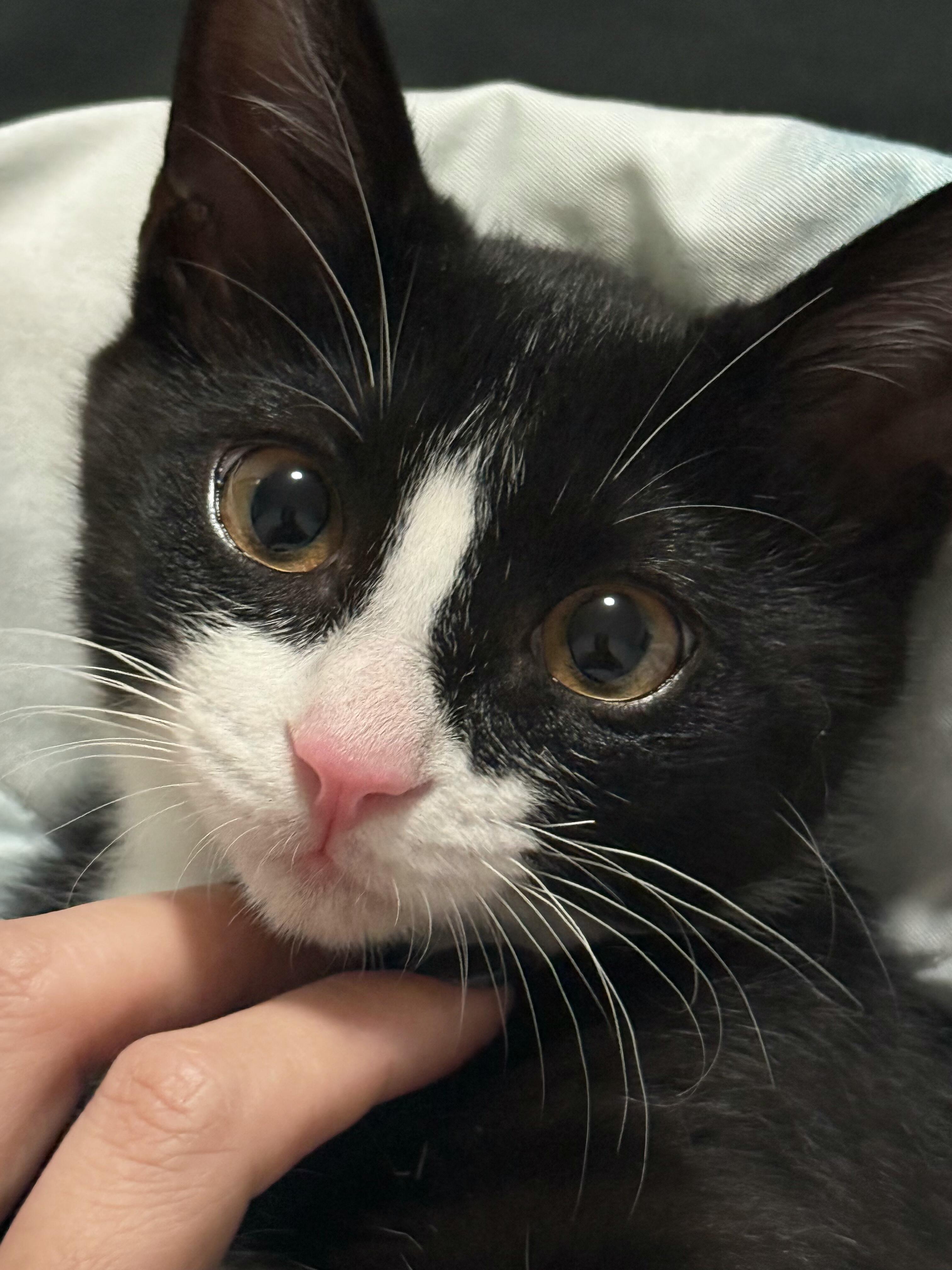 猫儿这个深情 