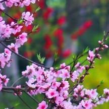 一路芬芳
