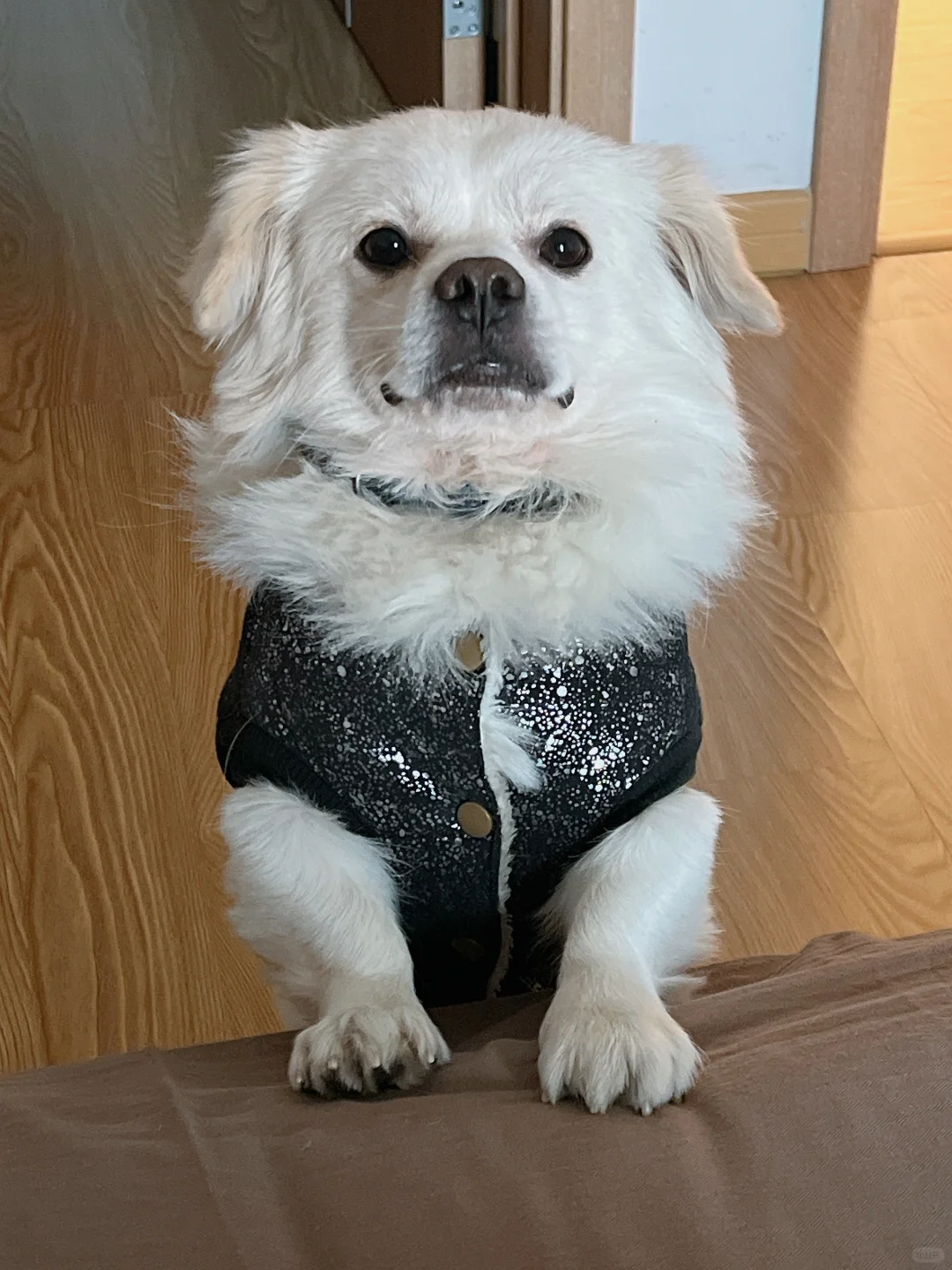 身穿出道服叫你起床的山竹爪宝宝🐾