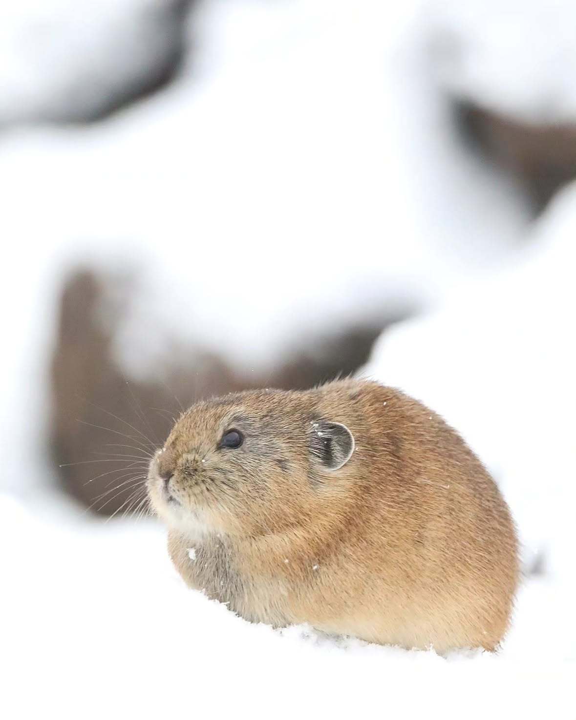 俄国的雪中鼠兔小东西在俄国也被北极狐抓走当食物©️olga_lvovnaa 鼠兔