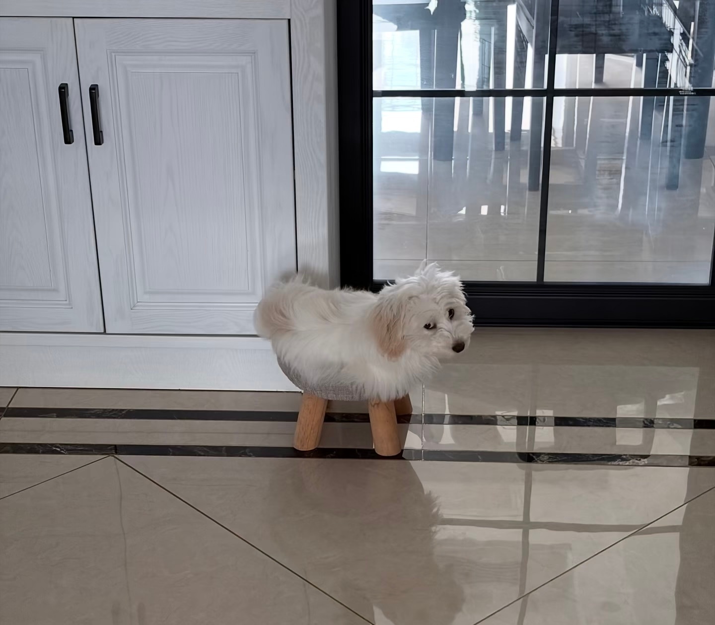 和椅子融为一体的小狗：看什么看！没见过四条腿的小狗吗！ 