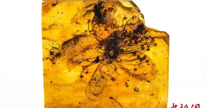 国际最新研究发现最大化石花，距今近4000万年保存于琥珀