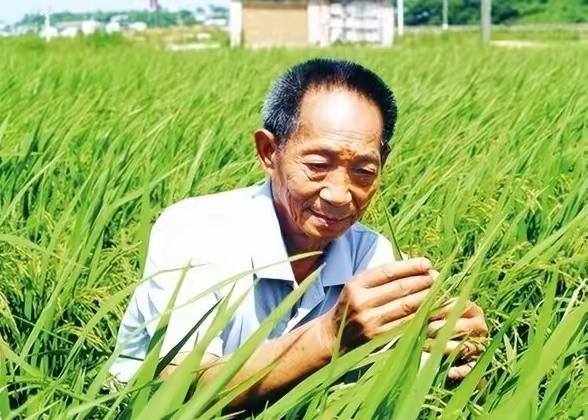 “应该立即死刑！”央视新闻在2024年4月14日曝光了一起惊天大案：我国杂交水稻