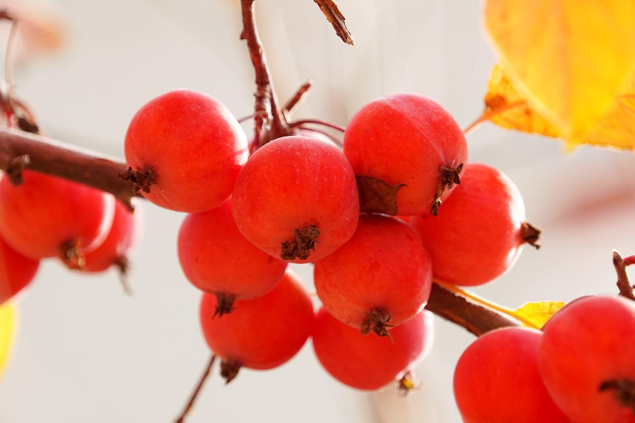 这二人为何坐轮椅，这就是最好证明。心术不正之人，身体状况往往也欠佳，拦婚车之举可