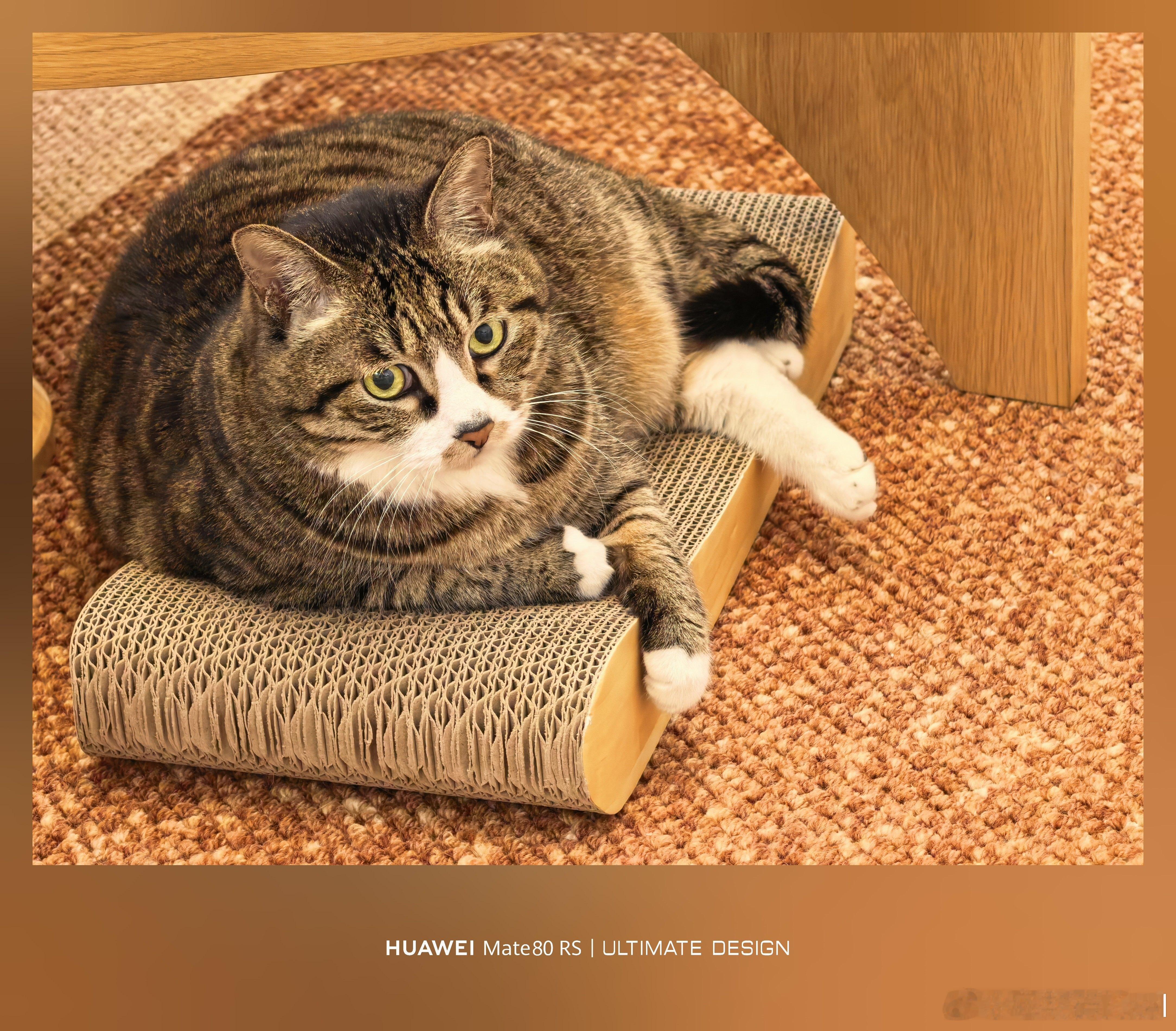 抢占猫抓板之战，全程记录