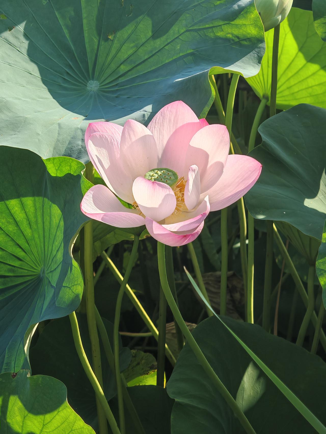 莲花出淤泥而不染，濯清涟而不妖。