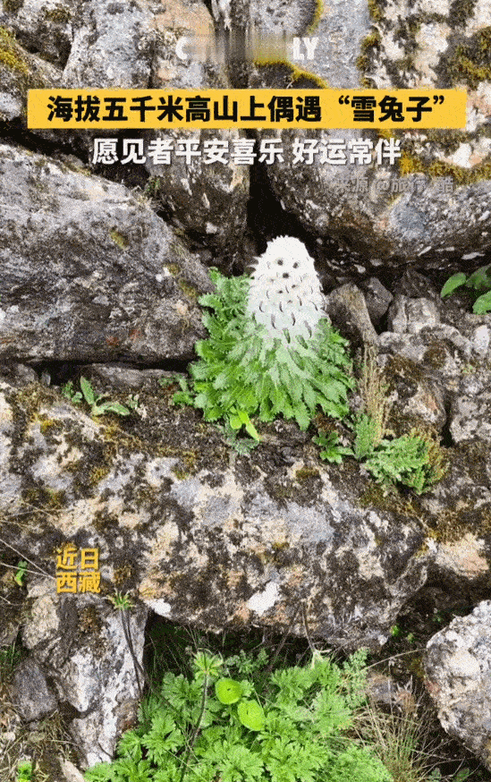 见者好运！在西藏海拔五千米的高山上，一位男子踩着风沙和碎石漫步，居然在寒风凛冽的