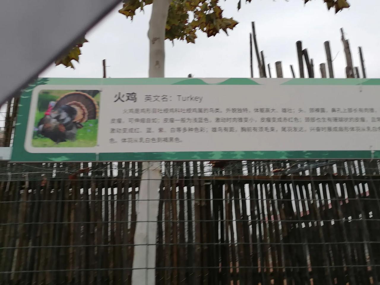 火鸡的简介