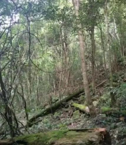 如果战争爆发，躲到山里的生存概率有多大，就这么说吧，10个人上山，那么这10个人