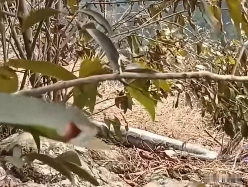 不知道该说运气好，还是不好。爬山遇到60多斤的巨蟒！看样子是吃饱饭在晒太阳，不然