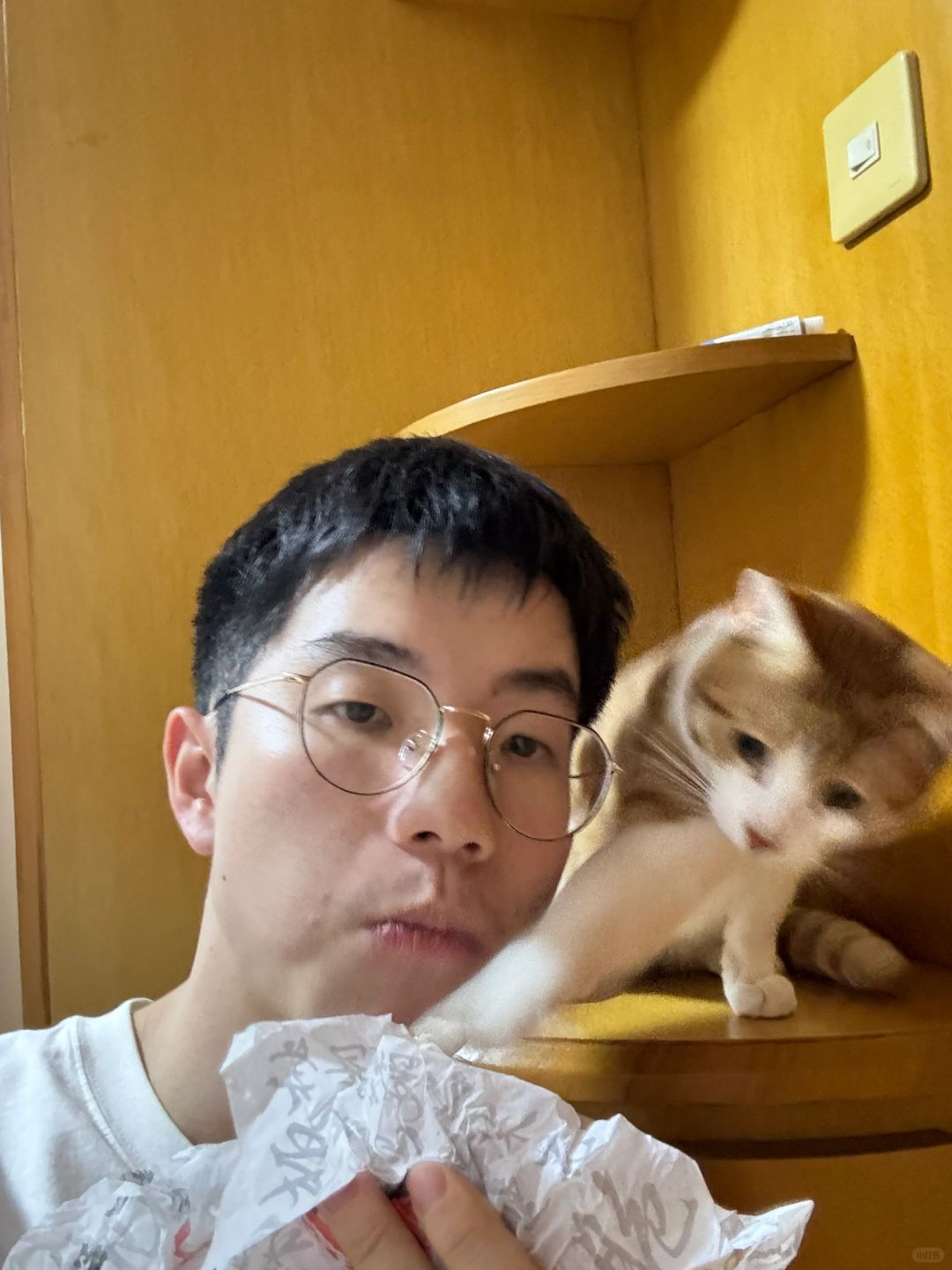 不要当着橘猫面吃东西