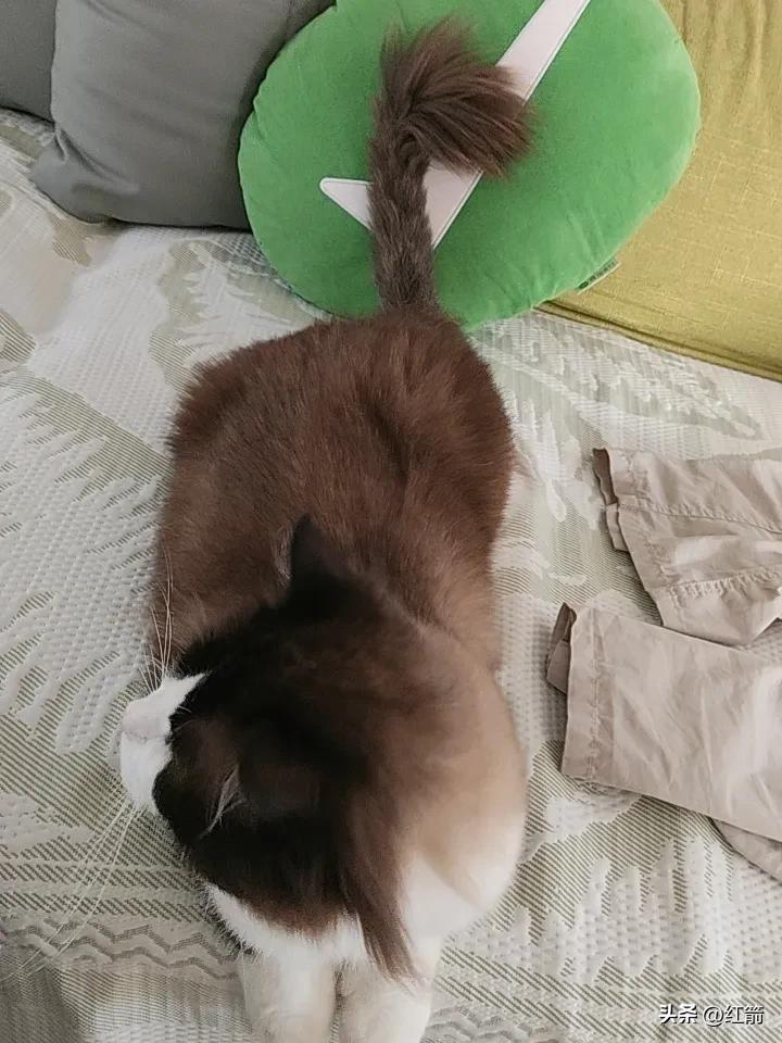 我家那只大傻猫，往沙发上一坐，那模样真是傻得可爱。就像网上那只叫五一的狸花猫，躺