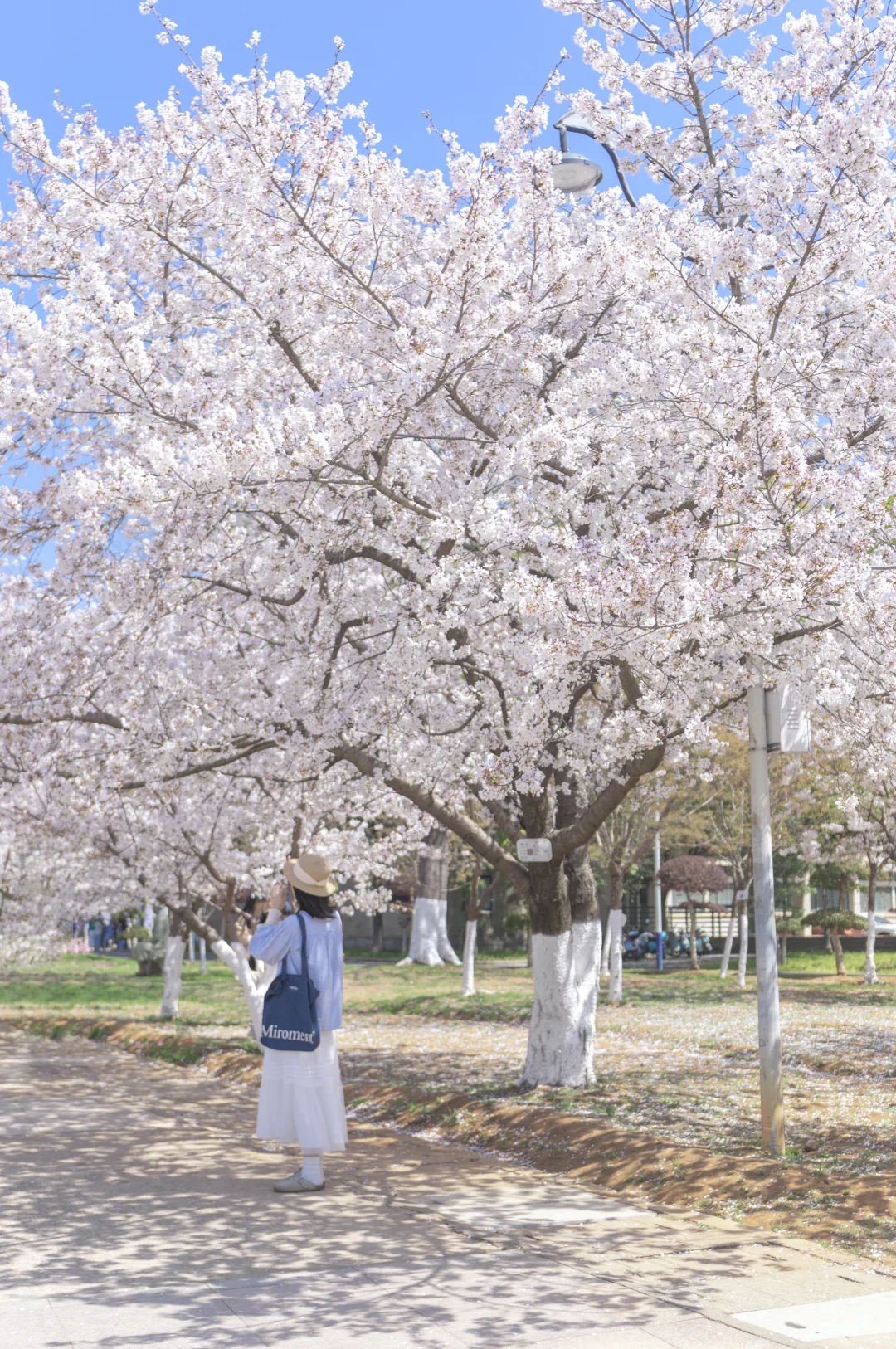 武汉好看的樱花都是免费的😭附赏花时刻表🌸